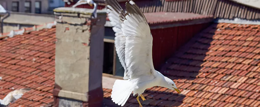 Residential Chimney Animal Removal Solution in Cerritos, CA